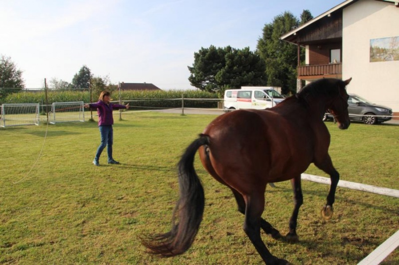 lust_am_leben_horseman_leadership_program_level_2_0