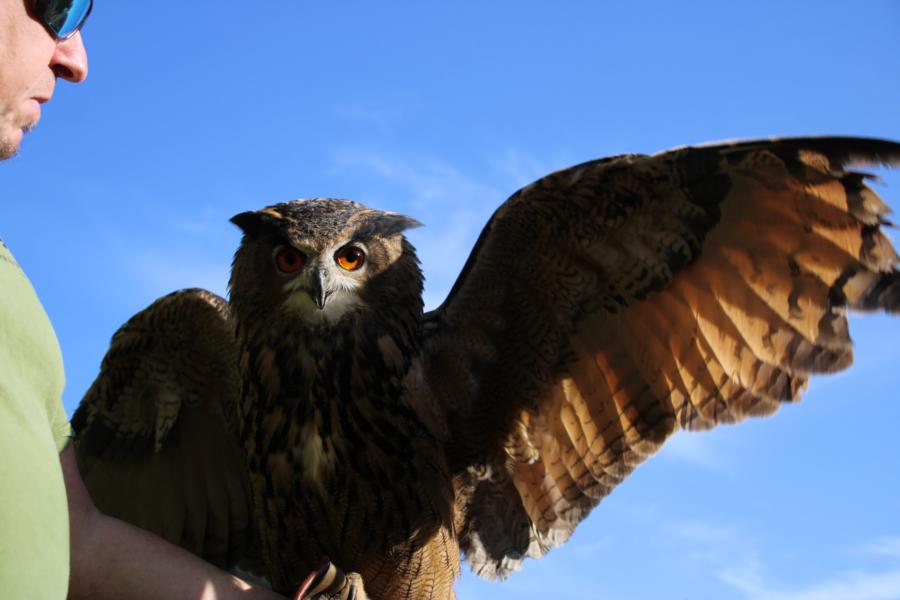 Lust am Leben Greiftiervogelshow