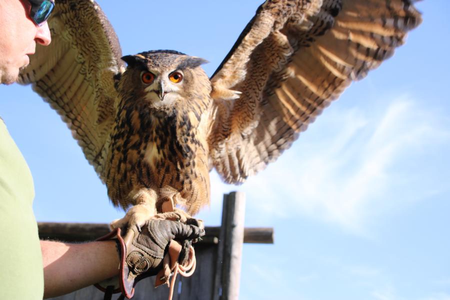 Lust am Leben Greiftiervogelshow