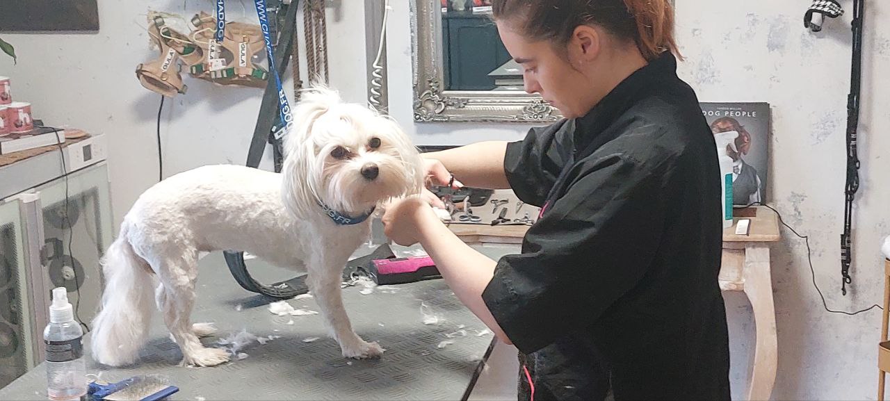 Aimee beim Hund Friseur